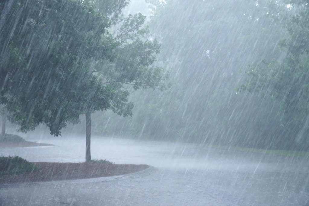 Heavy rain and native plants