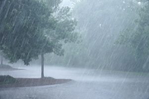 Heavy rain and native plants